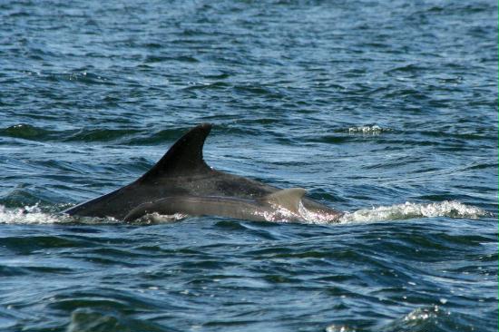 Bottlenose Dolphin <i>Tursiops truncatus</i>